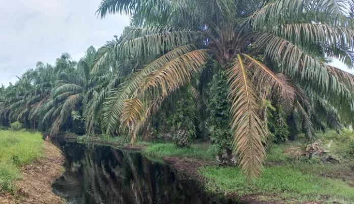 kelapa_sawit_132333_big