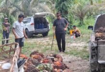 Harga TBS Kelapa Sawit Plasma Riau Naik, Tembus Rp3.785 per Kg