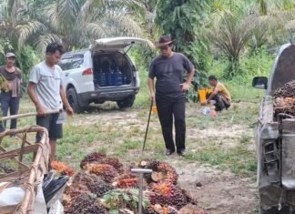 Harga TBS Kelapa Sawit Plasma Riau Naik, Tembus Rp3.785 per Kg