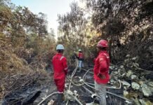 Kemenhut Ancam Sanksi Tegas Pemegang PBPH Abaikan Karhutla di Tengah El Nino