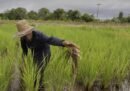 Kementan Alokasikan AUTP untuk 100 Ribu Hektare, Lindungi Petani Hadapi El Nino