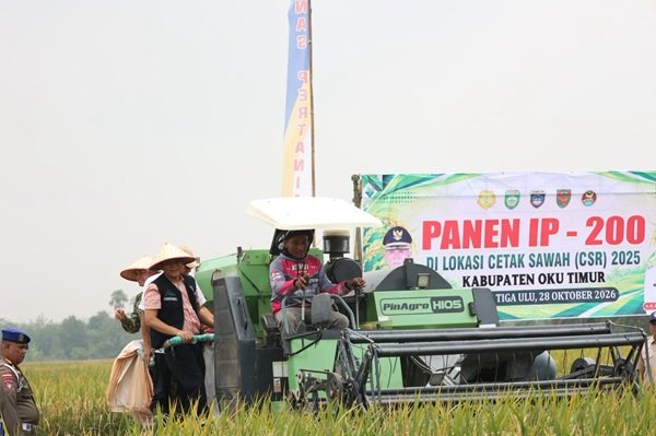 Bupati OKU Timur Panen Raya, Sawah Baru Cetak Produktivitas 7,76 Ton per Hektare